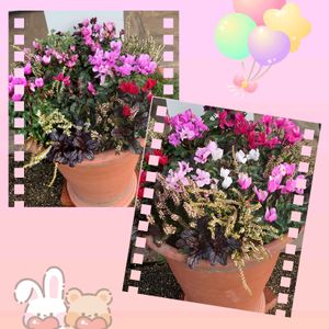 ミニバラ ほほえみ,寄せ植え,いつもありがとう♡,花のある暮らし,イングリッシュガーデンの画像