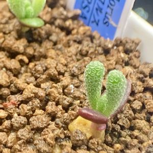 多肉植物,メセン,実生,多肉植物初心者の画像