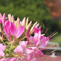 クレオメ,クレオメ(西洋風蝶草),京都,お花,京都府立植物園の画像