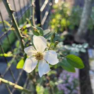 薔薇,お庭,マイガーデン,花のある暮らし,きれいな色の画像