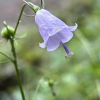 ツリガネニンジン,スズメウリ,野菊,ユウガギク,センブリ﹙千振﹚の画像