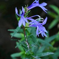 サワギキョウ,サワギキョウ,多年草,草本,湿地植物の画像