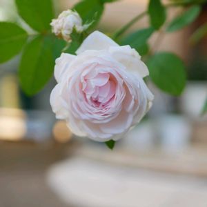 薔薇,ミニバラ・インフィニティ,バラ ストロベリーアイス,バラ 粉粧楼(ふんしょうろう),薔薇　スィートマザーズデイの画像