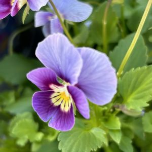 ビオラ,花が好き,無農薬❤家庭菜園,野菜が好き,お出かけ先の画像