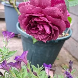 季節の花,元気な花,バラを楽しむ,鉢植えのバラ,感謝❤️の画像