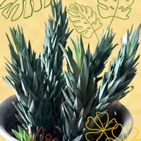 ハオルチア へレー,青い瞳,多肉植物,ハオルチア属,硬葉系の画像