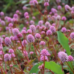 ヒメツルソバ,ポリゴナム（ヒメツルソバ）,地植え,グランドカバー,今日の庭の画像