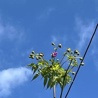 皇帝ダリア,皇帝ダリア,スターチス,スターチス,紫陽花の画像