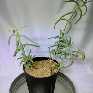 ドロサンテマム・ラティペタルム,Drosanthemum latipetalum,多肉植物,メセン,実生の画像