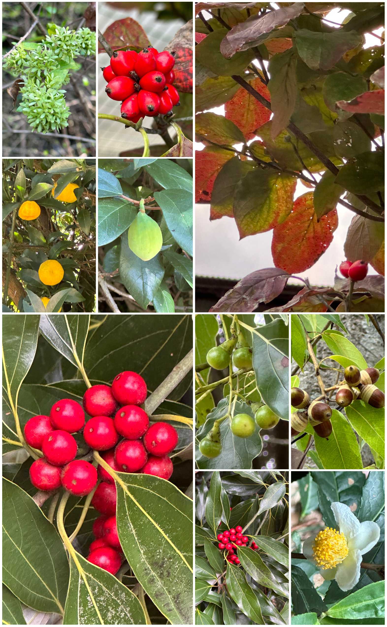 楠実 クスノキの実の一覧｜🍀GreenSnap（グリーンスナップ）