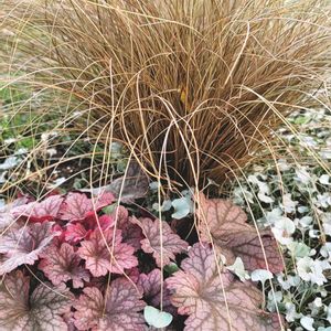 リーフ好き☘.۰•゜,地植え,かわいいな♡,成長が楽しみ,お花好きの画像