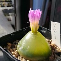 コノフィツム・ブルゲリ,多肉植物,メセン,透明な窓の画像