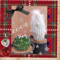 サボテン,オーロラ,幻楽,縮玉,牡丹玉の画像