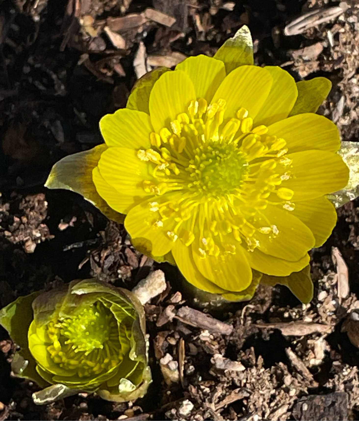 わが家の癒しの山野草 2024 こむの庭｜🍀GreenSnap（グリーンスナップ）