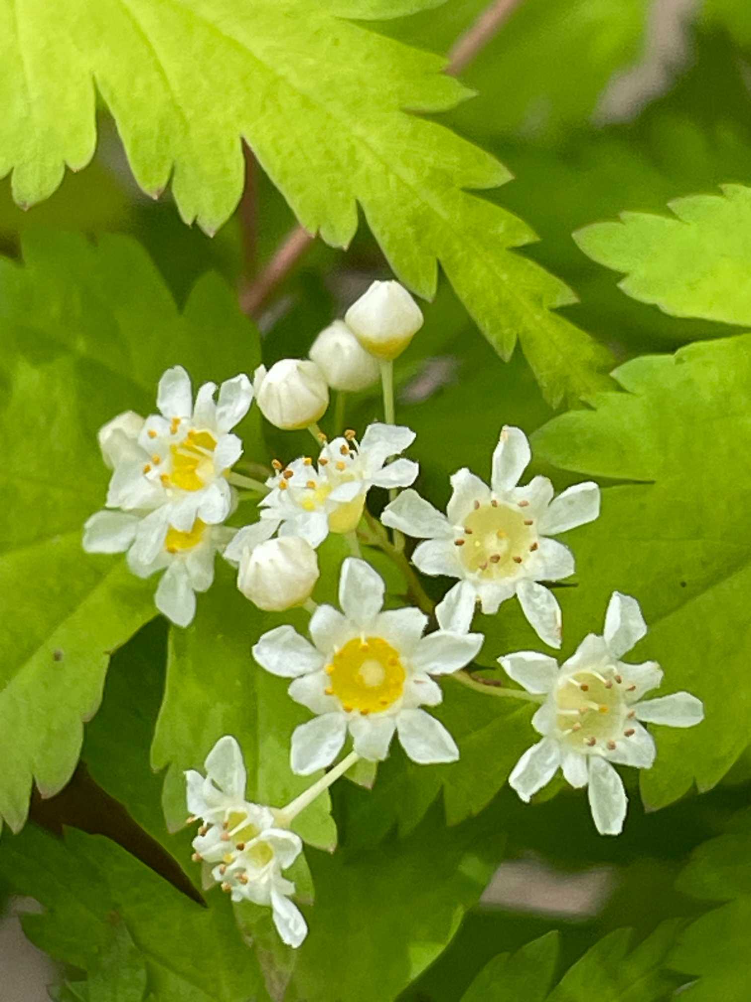 わが家の癒しの山野草 2024 こむの庭｜🍀GreenSnap（グリーンスナップ）