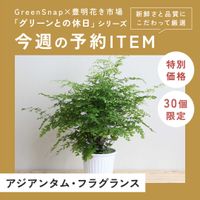 アジアンタム,アジアンタム　フラグランス,GreenSnapSTORE,観葉植物好き,GSでお買い物の画像