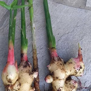 プランター栽培,生姜を食べる,家庭菜園の画像