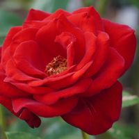 バラ,薔薇,バラ イングリッドバーグマン,バラ、薔薇、ばら,赤い花の画像