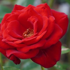 バラ,薔薇,バラ イングリッドバーグマン,バラ、薔薇、ばら,赤い花の画像