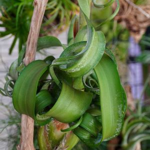 チランジア,カーリースリム,着生植物の画像