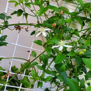 鉢植えのお花,花が咲いた,花のある暮らし,日陰の庭,育てる難しさの画像