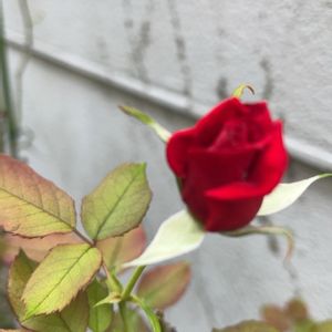 バラ,バラ,薔薇,咲いた！,花のある暮らしの画像