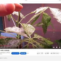 パキラ,観葉植物,成長記録,インテリアグリーン,珍奇植物の画像