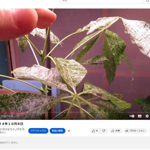 パキラ,観葉植物,成長記録,インテリアグリーン,珍奇植物の画像