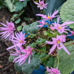 花のある暮らし,珍奇植物,今日のお花,花いろいろ,おうち園芸の画像