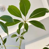 シェフレラ,ツピタンサス,シェフレラ ツピダンサス,観葉植物,植物の画像