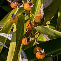 セイヨウニンジンボク,メギ(目木),ヒマラヤトキワサンザシ,カリン(花梨),ゲットウ（月桃)の画像