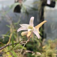 セッコク,山野草,着生植物,着生ラン,花のある暮らしの画像