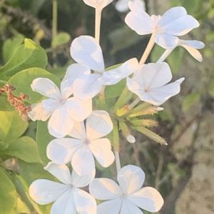 ルリマツリの白,ガーデニング,花のある暮らし,ナチュラルスタイル,おうち園芸の画像