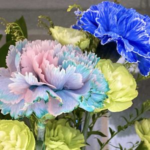 カーネーション,切り花,花のある暮らし,花が好きの画像