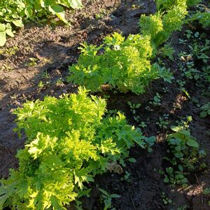 わさび菜,アレッタ,葉たまねぎ,自家製野菜,栽培記録の画像