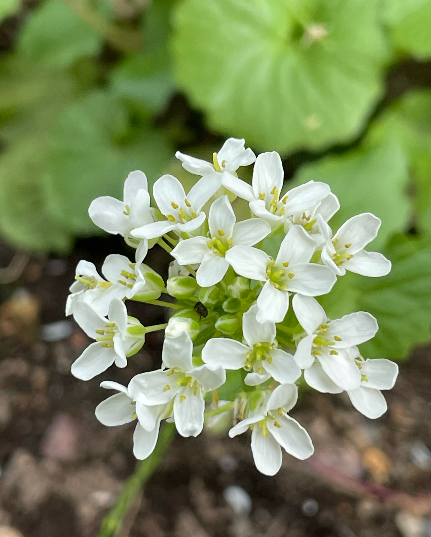 わが家の癒しの山野草 2024 こむの庭｜🍀GreenSnap（グリーンスナップ）