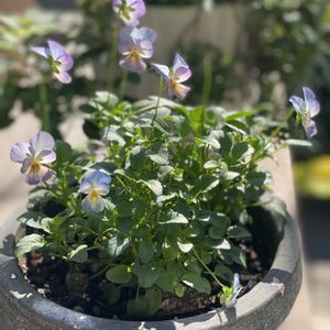 ビオラ,鉢植え,開花,緑が好き,紫色の花の画像