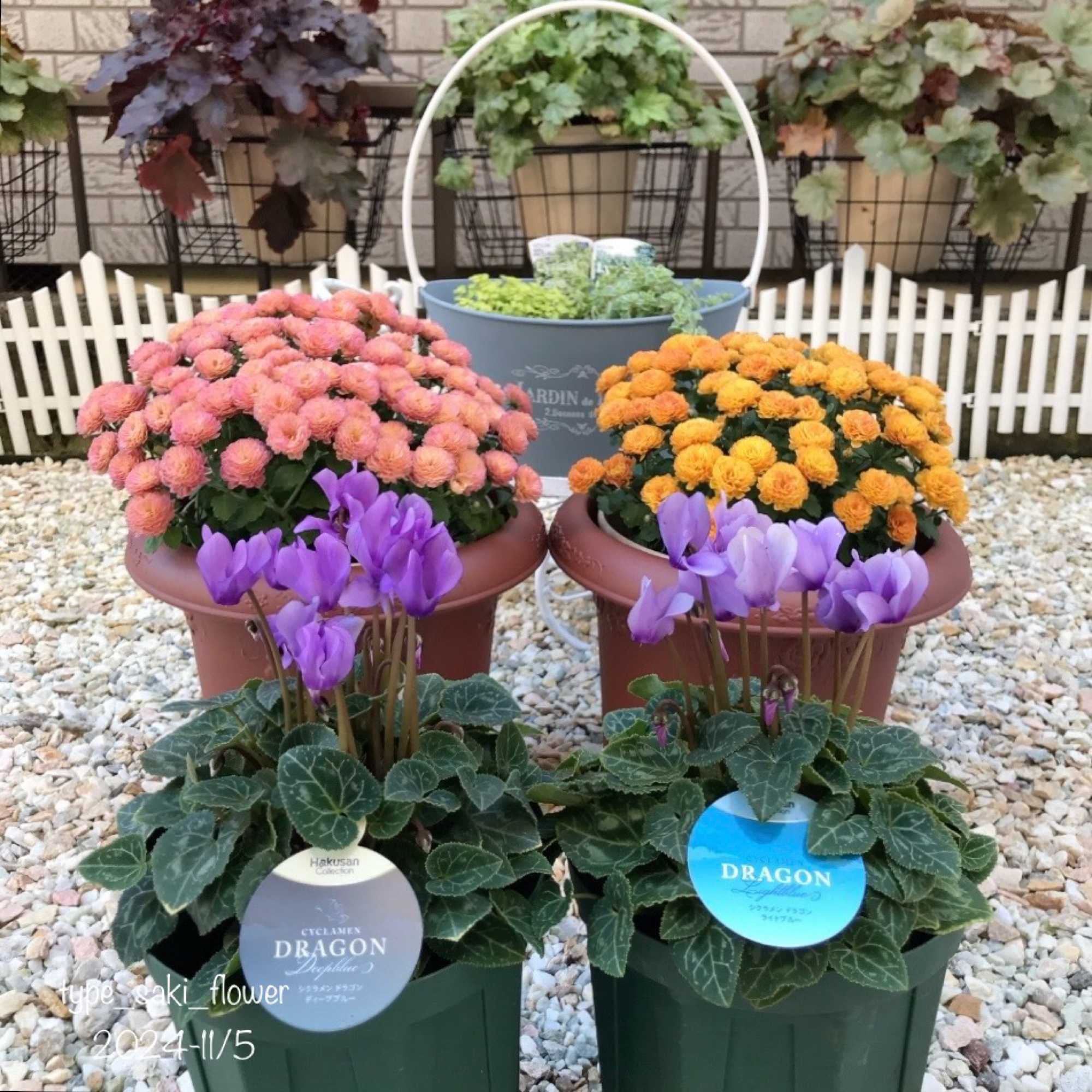 シクラメンの投稿画像 by さきざるさん｜シクラメンとPRとガーデニング