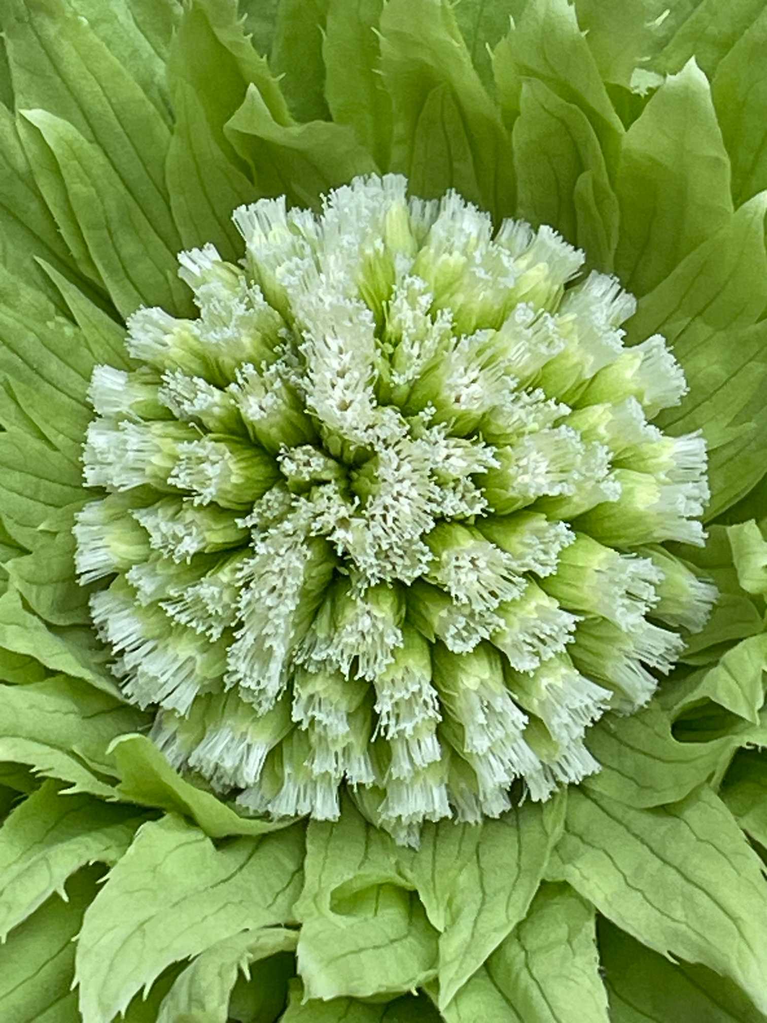 わが家の癒しの山野草 2024 こむの庭｜🍀GreenSnap（グリーンスナップ）