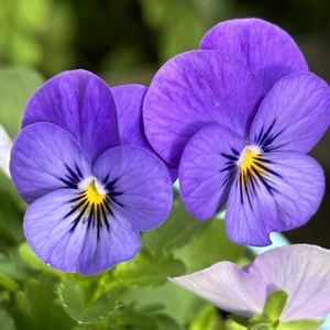 可愛い,おうち園芸,お花に癒される日々,お花から元気を,テラスの画像