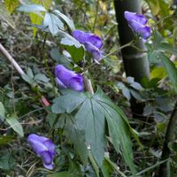 トリカブト,トリカブト,トリカブトの花,トリカブトの花,トリカブトの果実の画像