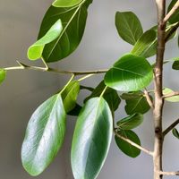 フィカス,フィカス ベンガレンシス,フィカス属,煌めきの金曜日,植物を増やして地球に優しく❤️の画像