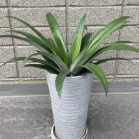 パイナップル,観葉植物の画像