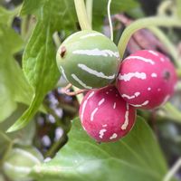 オキナワスズメウリ,オキナワスズメウリ,山野草,赤い実,花のある暮らしの画像