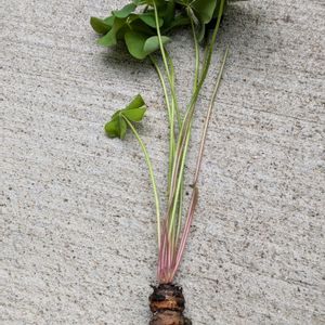 カタバミ,雑草,植物のある暮らし,植中毒,GS映えの画像