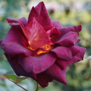 バラ,薔薇,ビロード,バラ、薔薇、ばら,薔薇　ブラックゴールドの画像