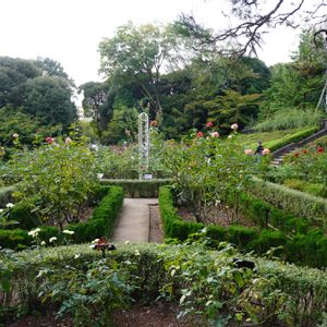 バラ,薔薇,花木,バラ園,庭園の画像