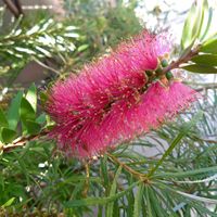 カリステモン,カリステモン  ピンクアルマ,aussie garden,My Favoritesの画像