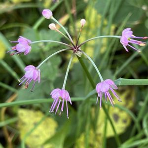 野菜,ラッキョウ,多年草,ヒガンバナ科,お散歩中の画像