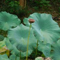 ハス,ルブス　カリシノイデス,チドメグサ,ポティンテラ ベルナ,東山植物園の画像